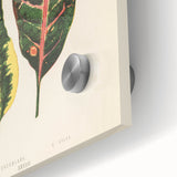 Romanticism Art: Croton Botanical Illustration for Classic Decor