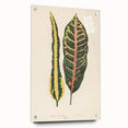 Romanticism Art: Croton Botanical Illustration for Classic Decor