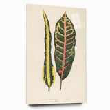 Romanticism Art: Croton Botanical Illustration for Classic Decor