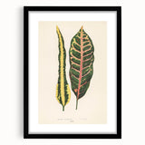 Romanticism Art: Croton Botanical Illustration for Classic Decor