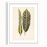 Romanticism Art: Croton Botanical Illustration for Classic Decor