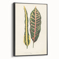 Romanticism Art: Croton Botanical Illustration for Classic Decor