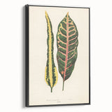 Romanticism Art: Croton Botanical Illustration for Classic Decor