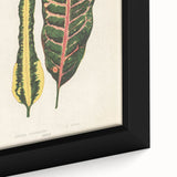 Romanticism Art: Croton Botanical Illustration for Classic Decor