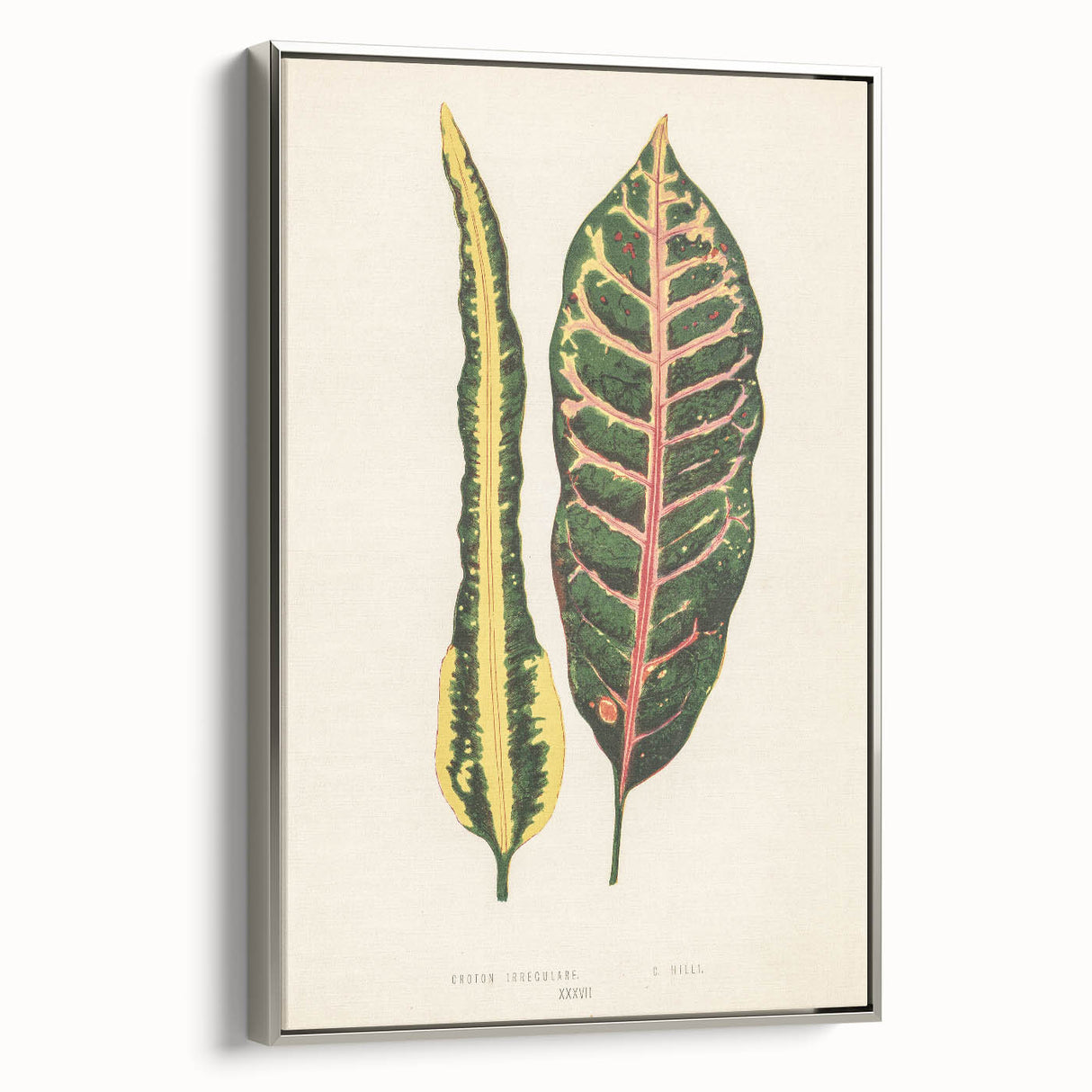 Romanticism Art: Croton Botanical Illustration for Classic Decor
