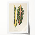 Romanticism Art: Croton Botanical Illustration for Classic Decor