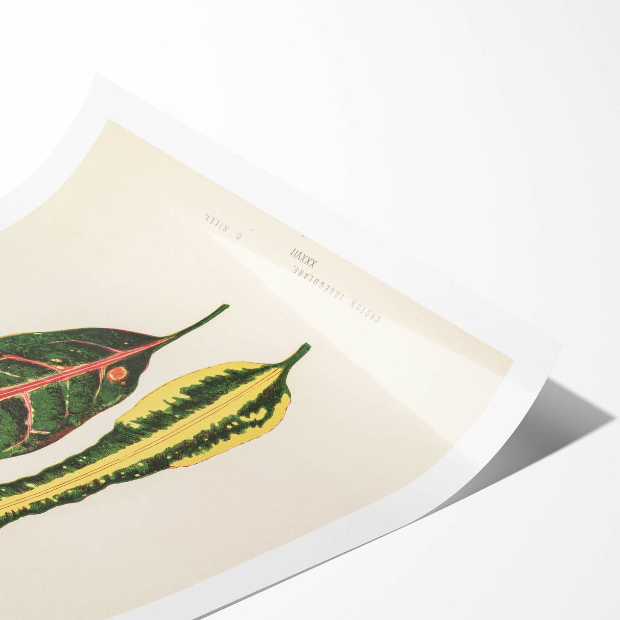 Romanticism Art: Croton Botanical Illustration for Classic Decor
