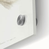 Romanticism Art: White-Headed Osprey Wildlife Illustration