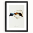 Romanticism Art: White-Headed Osprey Wildlife Illustration
