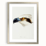 Romanticism Art: White-Headed Osprey Wildlife Illustration
