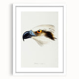 Romanticism Art: White-Headed Osprey Wildlife Illustration