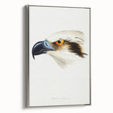 Romanticism Art: White-Headed Osprey Wildlife Illustration