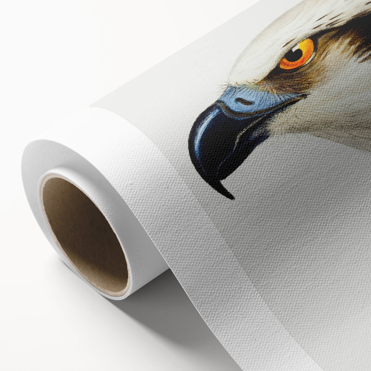 Romanticism Art: White-Headed Osprey Wildlife Illustration