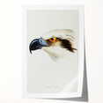 Romanticism Art: White-Headed Osprey Wildlife Illustration