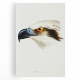 Romanticism Art: White-Headed Osprey Wildlife Illustration