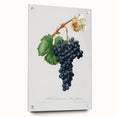 Romanticism Art: Grape Spanna Botanical Illustration