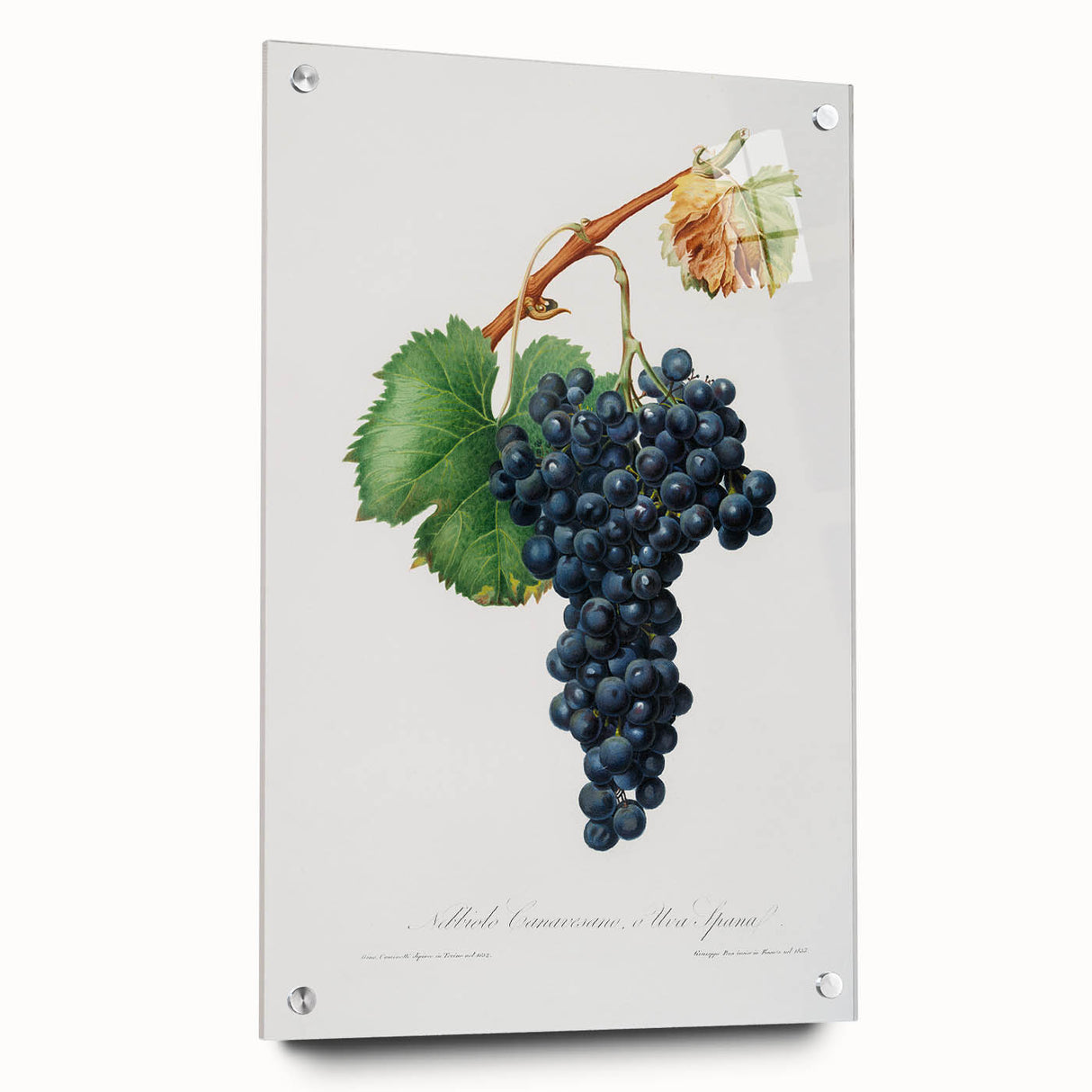 Romanticism Art: Grape Spanna Botanical Illustration