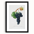 Romanticism Art: Grape Spanna Botanical Illustration