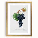 Romanticism Art: Grape Spanna Botanical Illustration