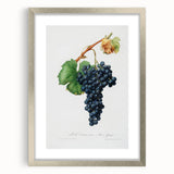 Romanticism Art: Grape Spanna Botanical Illustration