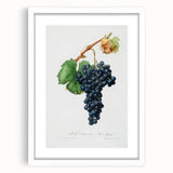 Romanticism Art: Grape Spanna Botanical Illustration
