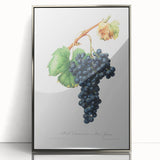 Romanticism Art: Grape Spanna Botanical Illustration