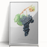 Romanticism Art: Grape Spanna Botanical Illustration