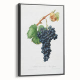 Romanticism Art: Grape Spanna Botanical Illustration