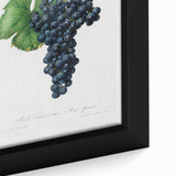 Romanticism Art: Grape Spanna Botanical Illustration