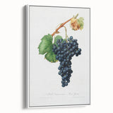Romanticism Art: Grape Spanna Botanical Illustration