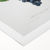 Romanticism Art: Grape Spanna Botanical Illustration