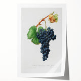Romanticism Art: Grape Spanna Botanical Illustration