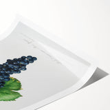 Romanticism Art: Grape Spanna Botanical Illustration