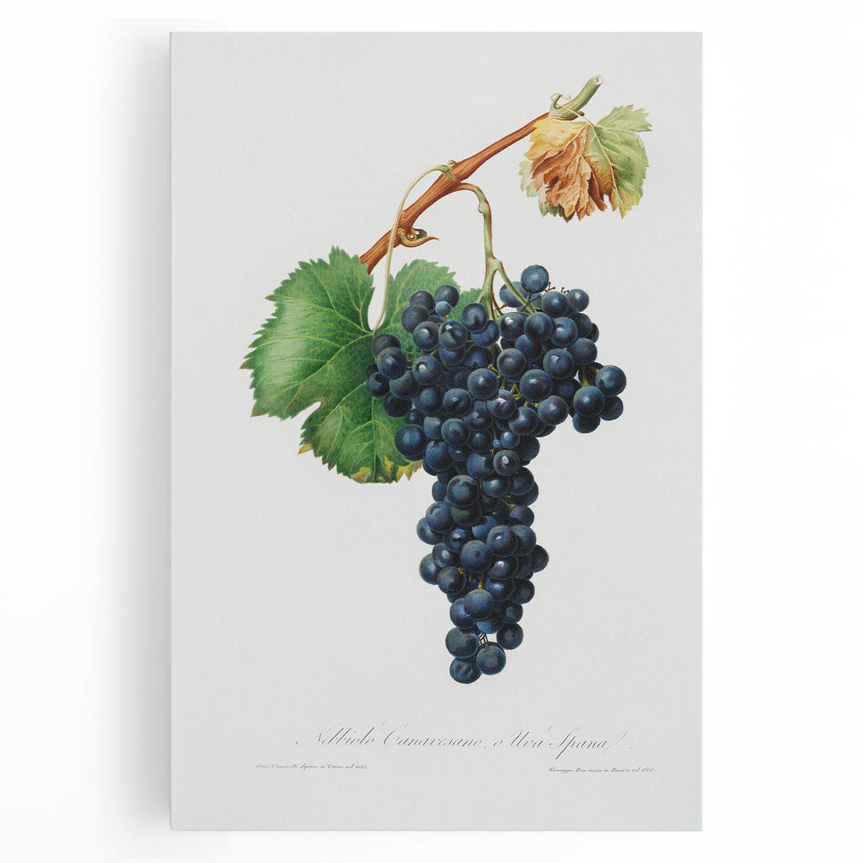Romanticism Art: Grape Spanna Botanical Illustration
