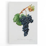 Romanticism Art: Grape Spanna Botanical Illustration
