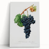 Romanticism Art: Grape Spanna Botanical Illustration