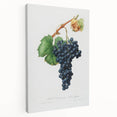 Romanticism Art: Grape Spanna Botanical Illustration