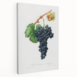 Romanticism Art: Grape Spanna Botanical Illustration