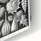 Scientific Nature Wall Art - Intricate Marine Microorganism Illustration