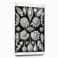 Scientific Nature Wall Art - Intricate Marine Microorganism Illustration