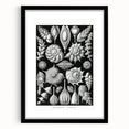 Scientific Nature Wall Art - Intricate Marine Microorganism Illustration