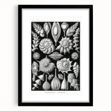 Scientific Nature Wall Art - Intricate Marine Microorganism Illustration