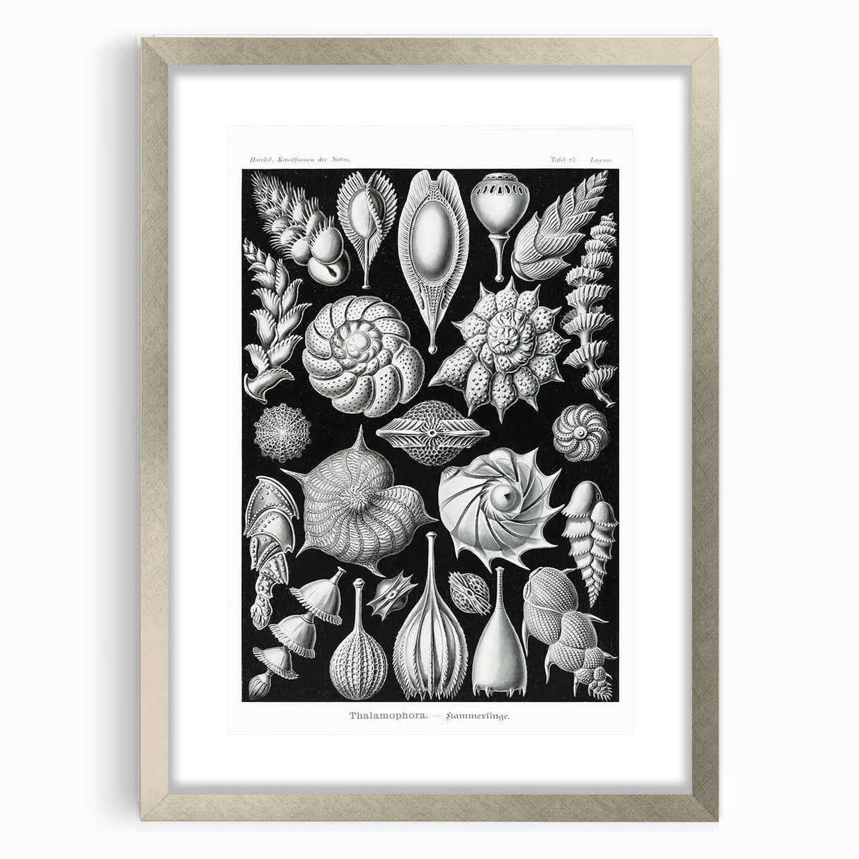 Scientific Nature Wall Art - Intricate Marine Microorganism Illustration