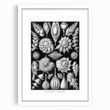 Scientific Nature Wall Art - Intricate Marine Microorganism Illustration