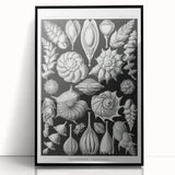 Scientific Nature Wall Art - Intricate Marine Microorganism Illustration