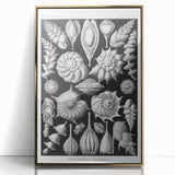 Scientific Nature Wall Art - Intricate Marine Microorganism Illustration