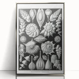 Scientific Nature Wall Art - Intricate Marine Microorganism Illustration