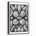 Scientific Nature Wall Art - Intricate Marine Microorganism Illustration