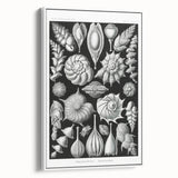 Scientific Nature Wall Art - Intricate Marine Microorganism Illustration