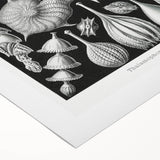 Scientific Nature Wall Art - Intricate Marine Microorganism Illustration